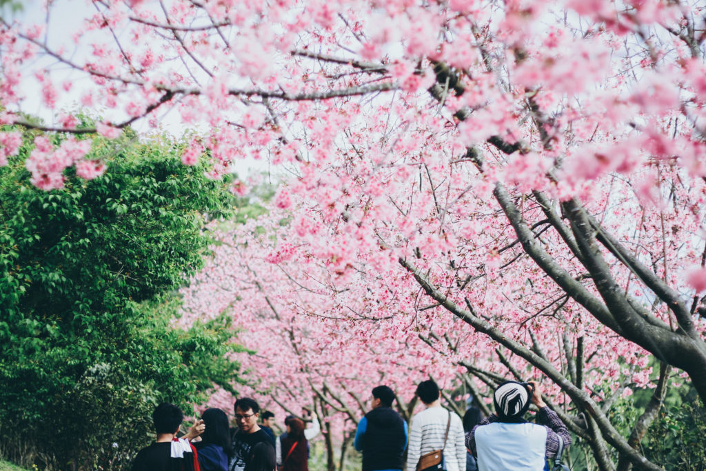 miaoli cherry blossom