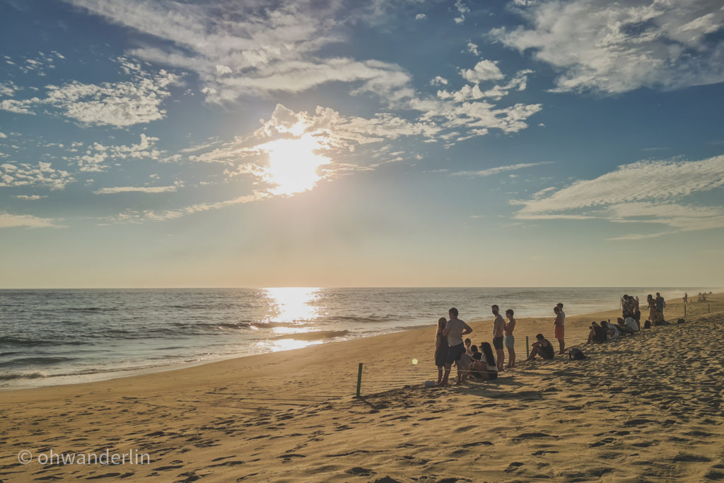 sea turtle release Puerto escondido